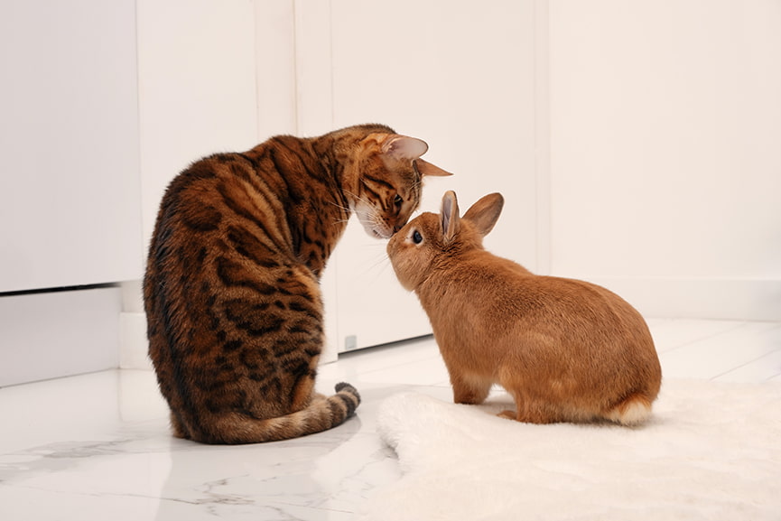 Pueden convivir varias especies en casa