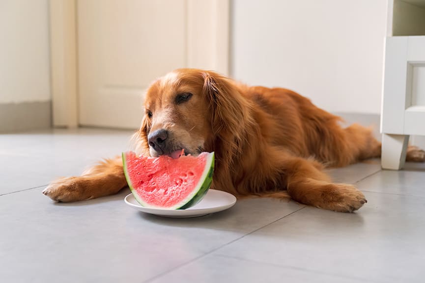 ¿Qué frutas pueden comer los perros?