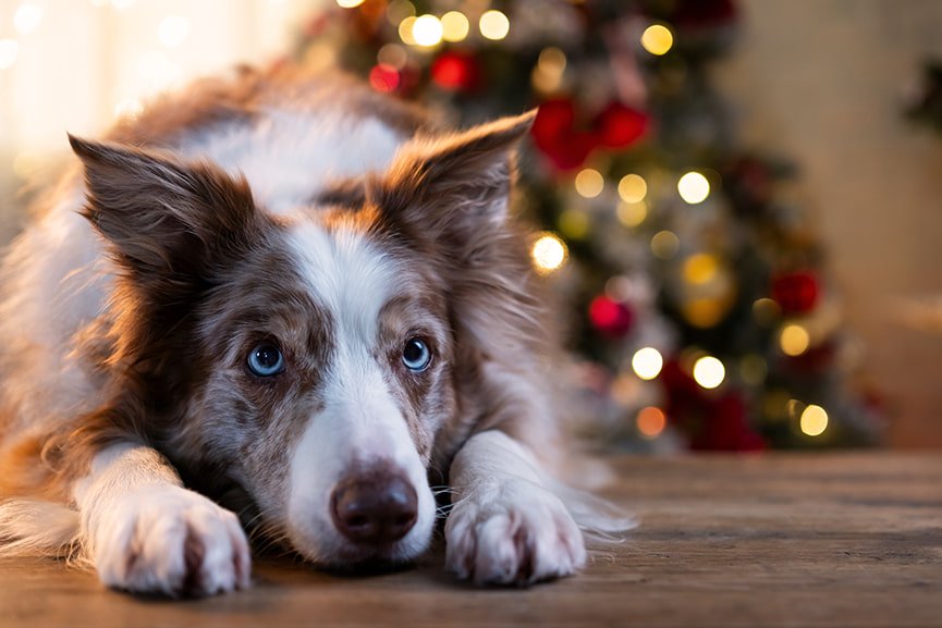 Qué hacer con tu perro durante fiestas navideñas