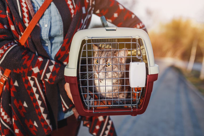 Viajar con gatos