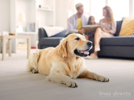 ¿Me cubre el seguro si mi perro muerde a alguien en mi casa?