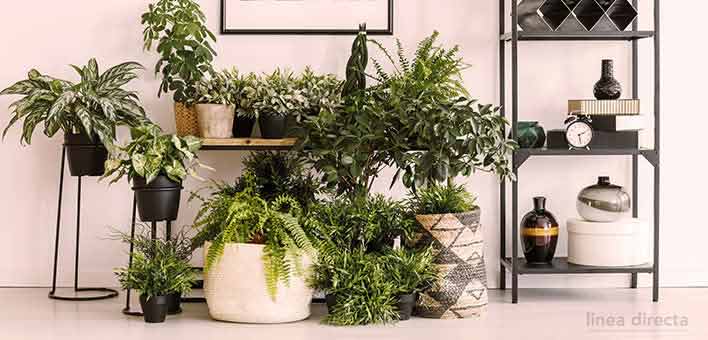 Cómo combatir los insectos en casa