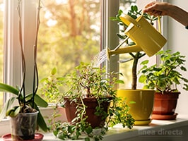 Plantas de verano para tu hogar: interior y exterior