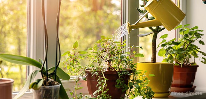 Plantas de verano para tu hogar: interior y exterior