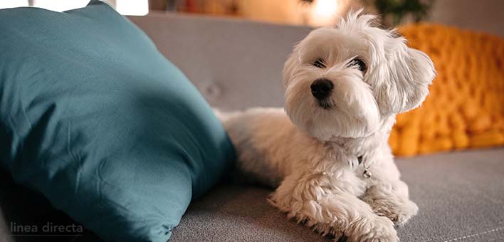 Seguro de hogar y desperfectos de mascotas